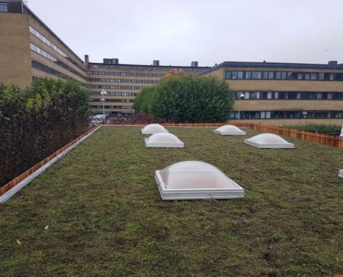 Sedum tag Frederiksberg kommune